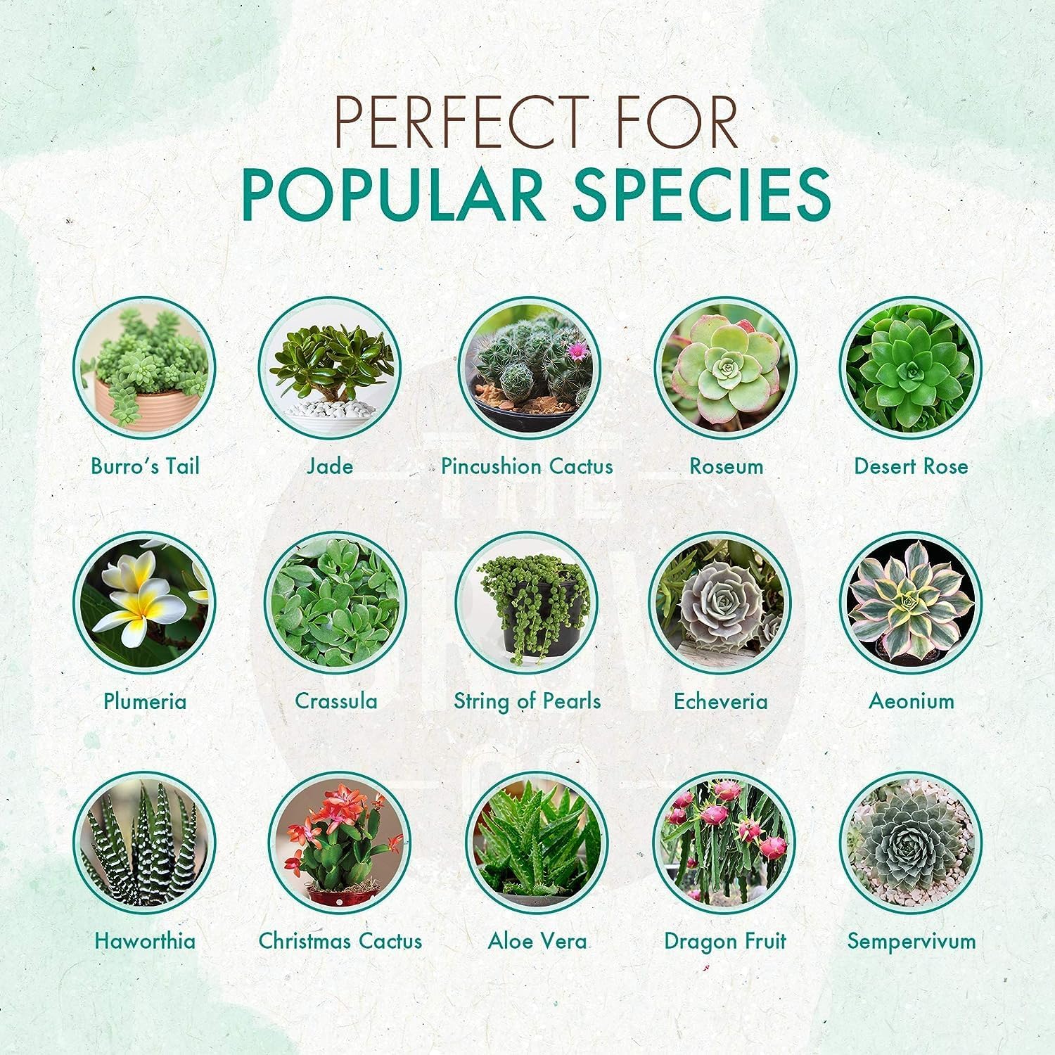 Succulents & Cactus Plant Food - Gentle Long Lasting Formula, Slow Release Fertilizer (Liquid Alternative) for All Potted Succulent, Cacti & Aloe Vera Plants (5 oz) 24hrsmart